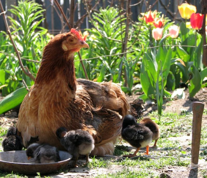 заложени яйца, кокошки, Agrozona.bg