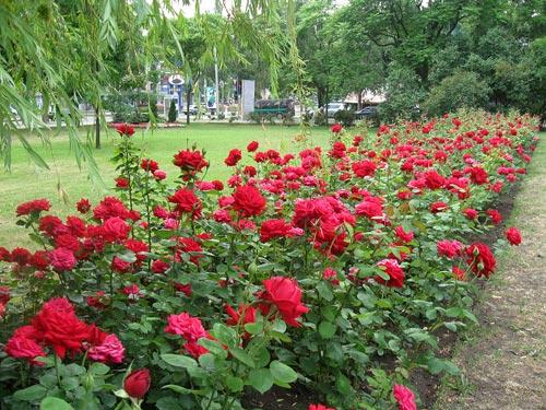 паркови рози