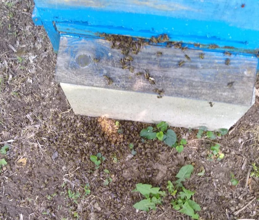 България, пчелари, Agrozona.bg