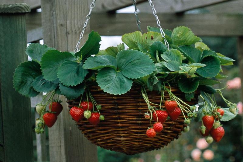 ягоди в кошница
