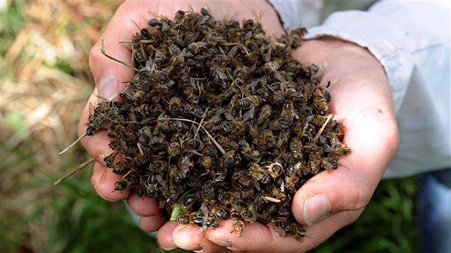 пчелари, пчели, Agrozona.bg