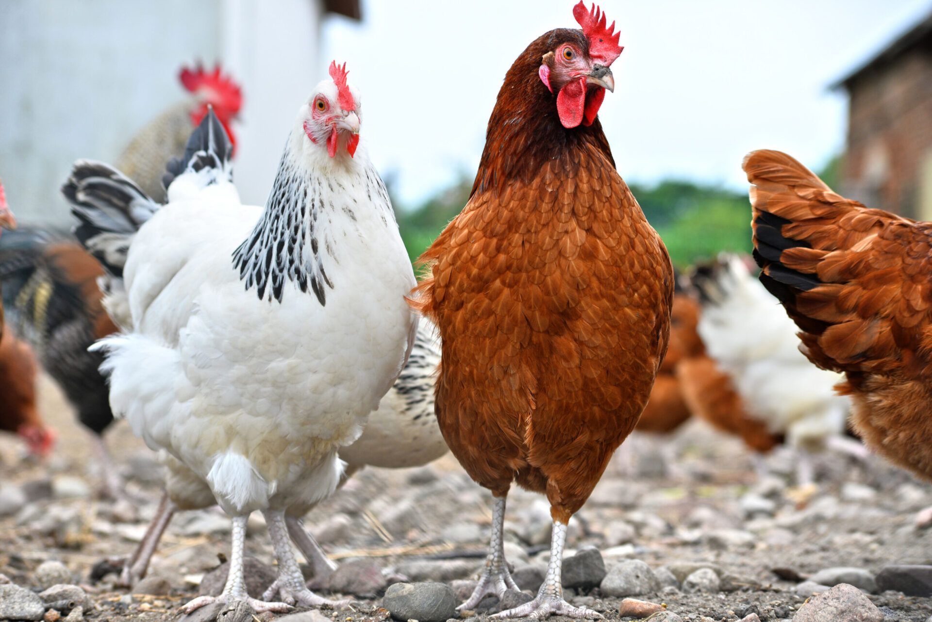 кокошки, производство, Agrozona.bg