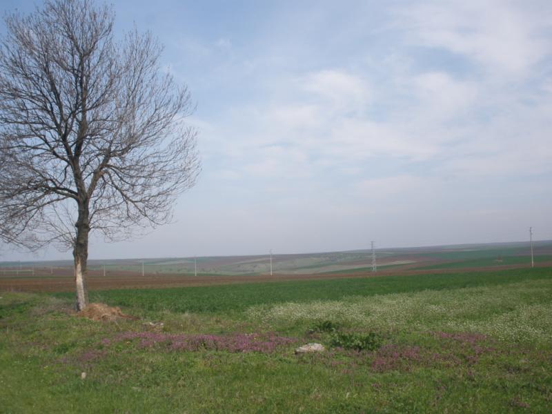 ечемик, зърнопроизводство, Agrozona.bg ниви, поле, пролет