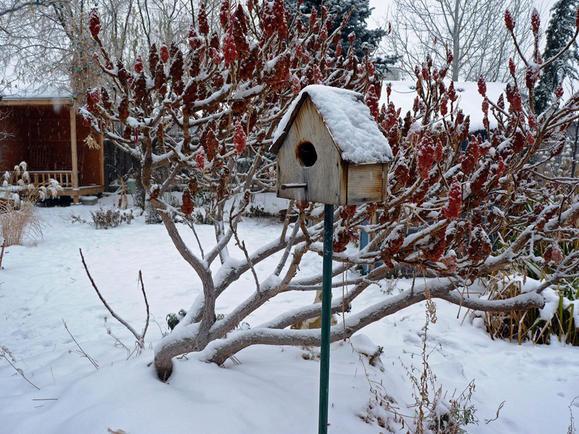 six-winter-garden-chores-bird-house_width579