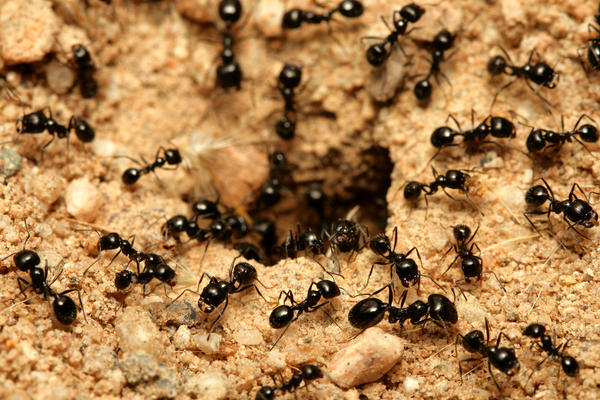 мравки