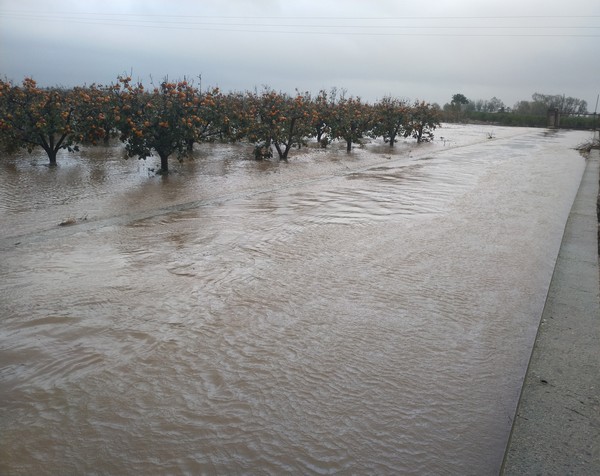 наводнение, дървета, Валенсия