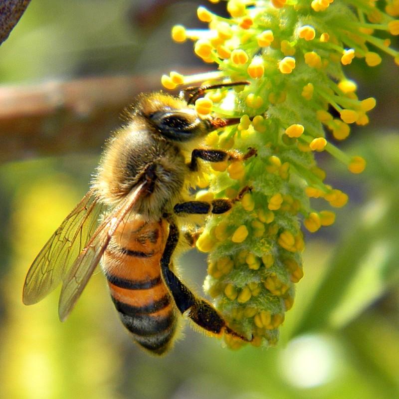 bee2 пчела