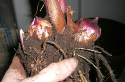 canna-bulbs