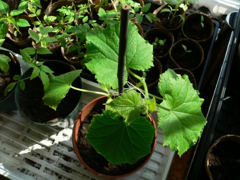 container-cucumber-plant