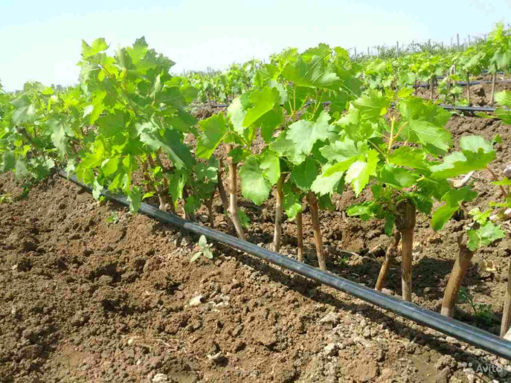 Национална програма за подпомагане на лозаро-винарския сектор за периода 2019 – 2023 г., промени, Agrozona.bg