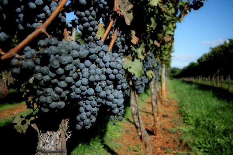 grapes-vine-wine-vineyard-virginia-farm-field