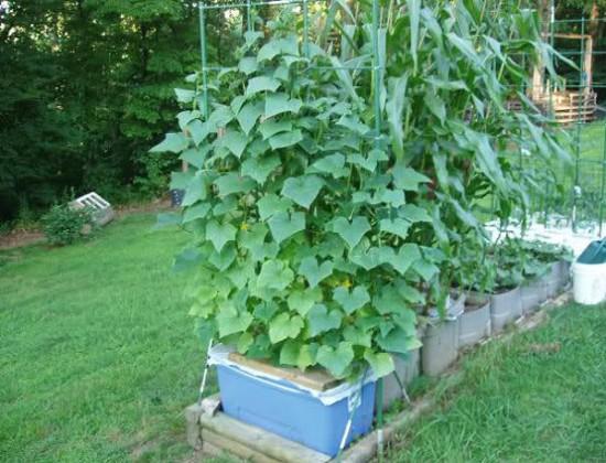 growing-cucumber-vertically_mini-e1449224942565