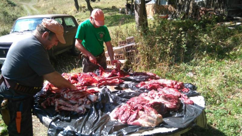 Авджиите от четвърта ловна дружинка в Рибарица разпределят месото по равно между всички, взели участие в лова. Трофеят отива при ловеца, отстрелял дивеча. 