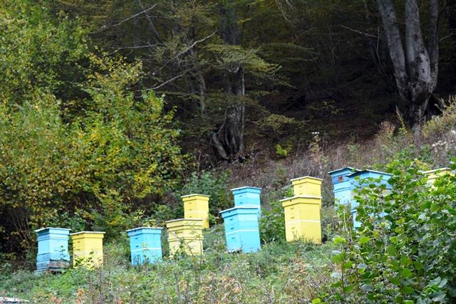кошери, пчели, Agrozona.bg