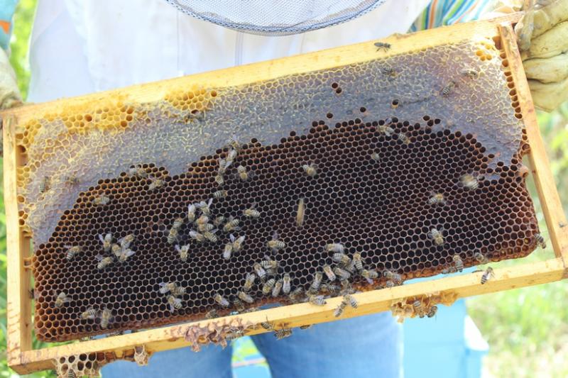 „Национална програма по пчеларство 2020-2022 г.”, акредитация, Agrozona.bg