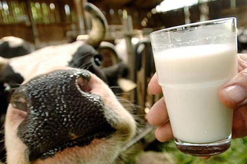 мляко и крава