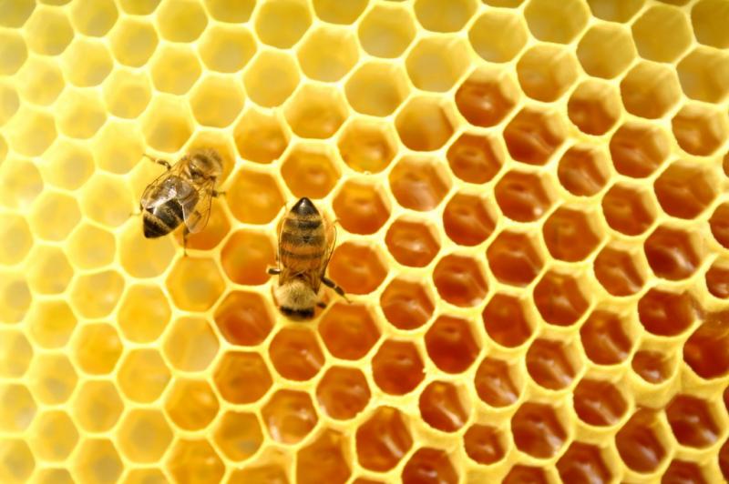 пчели