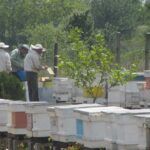 пчелари, кредити, мед