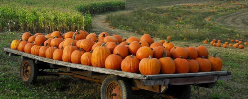 pumpkin-trailer-big