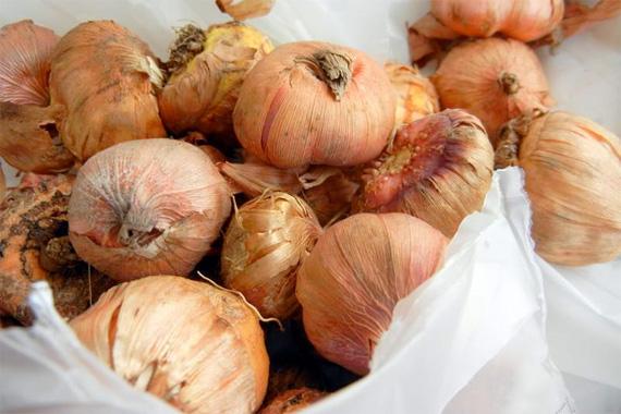 summer-bulbs-gladiolus