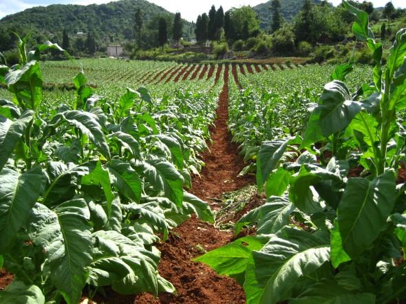 tobacco-farm