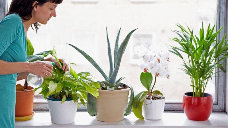 urban-indoor-plants