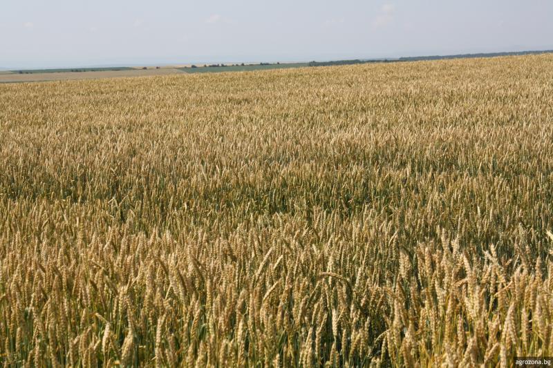 кашкавал, пшеница, Agrozona.bg