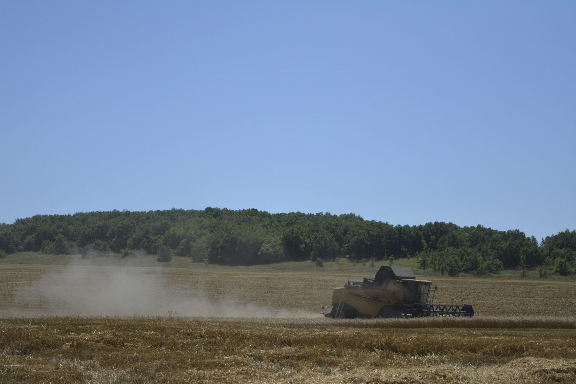 засушаване, пшеница, Agrozona.bg
