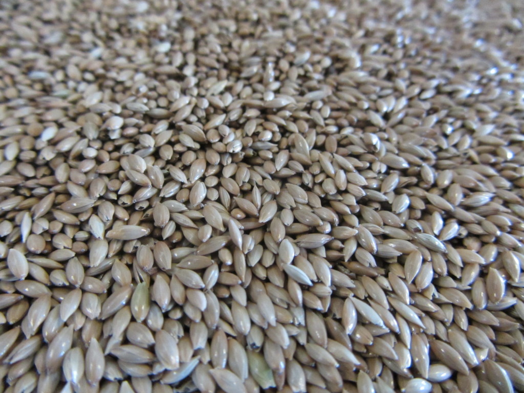 зърно, пшеница, Agrozona.bg
