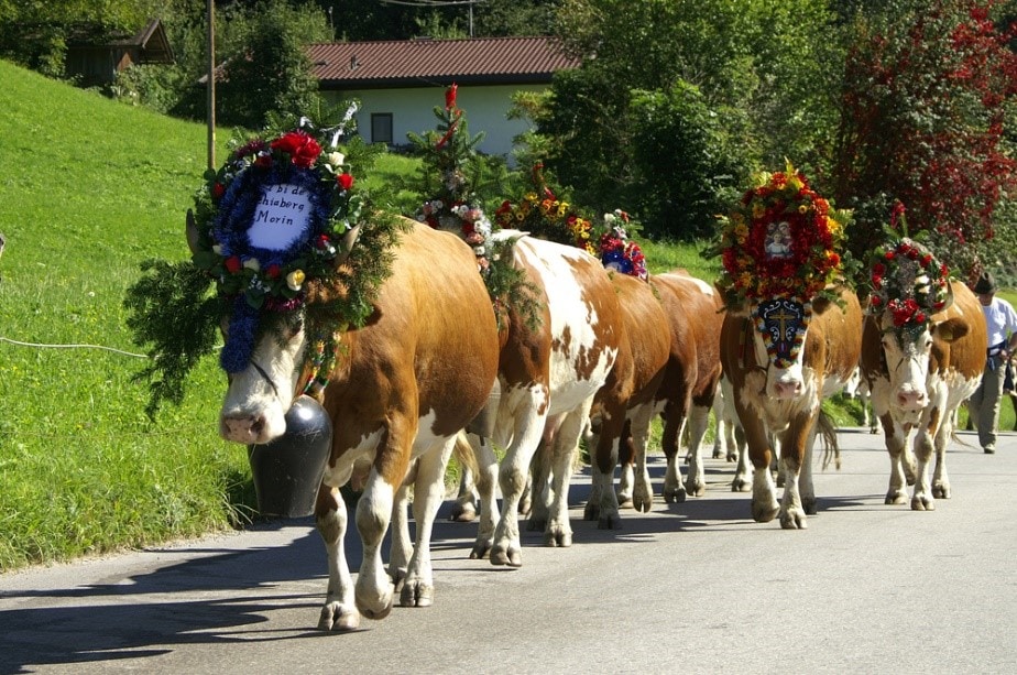 животновъди, крави, Agrozona.bg