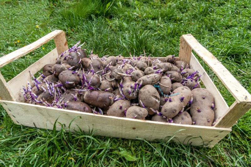 лилави картофи 1
