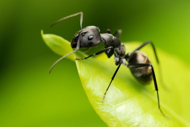 мравка