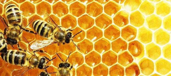 здраве на пчелите, платформа, Agrozona.bg