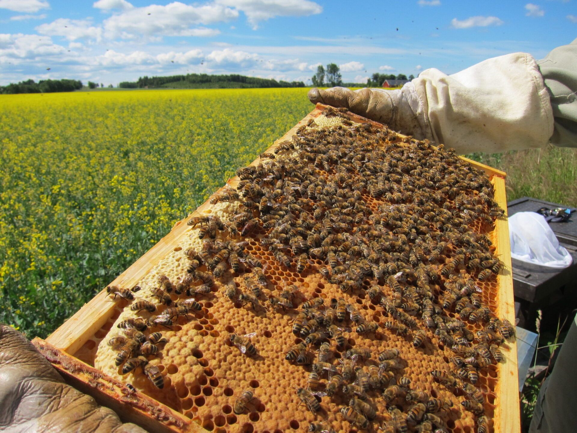 ползи, пчеларство, Agrozona.bg