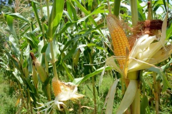 ГМО, изследване, Agrozona.bg