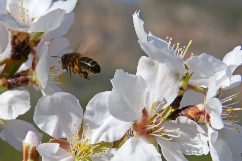 пчели, семейства, Agrozona.bg